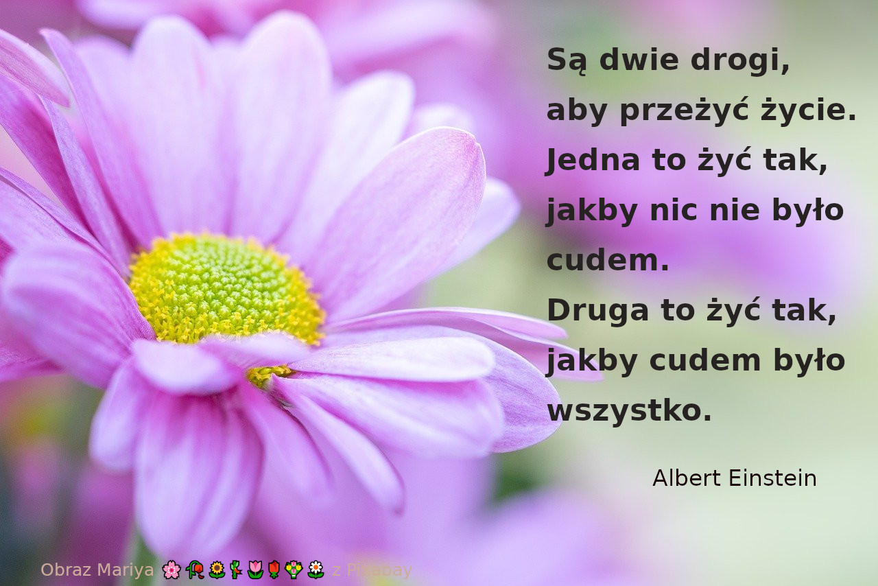 Zdjęcie fioletowego kwiatka o wąskich płatkach i żółtym środku na zielonym tle. Cytat słów Alberta Eisteina Są dwie drogi, aby przeżyć życie. Jedna to żyć tak, jakby nic nie było cudem. Druga to żyć tak, jakby cudem było wszystko.